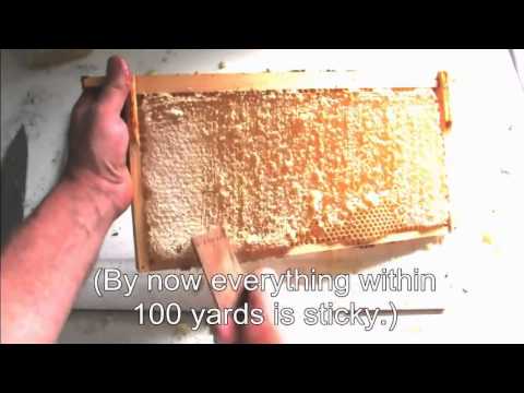 how to harvest raw honey