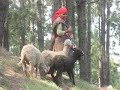 Black Sheep