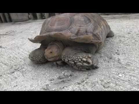 YouTube reptile video