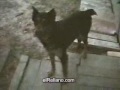 Dogs Speak