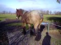 Hoefbevangen paard