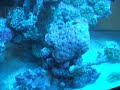 600 gallon reef actinic lighting