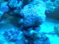 600 gallon reef actinic lighting
