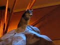 Mohegan Sun, animatronic wolf
