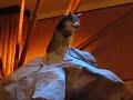 Mohegan Sun, animatronic wolf