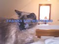 funny-cats-video.html