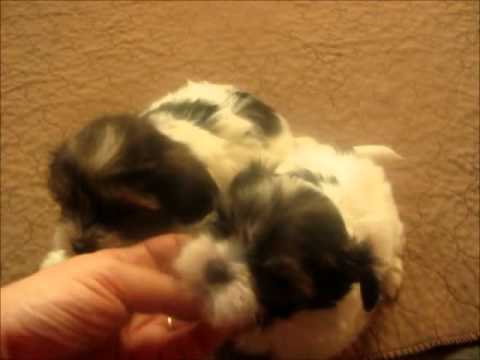 When you want the BEST 