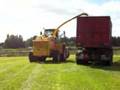 ensilage-d-herbe