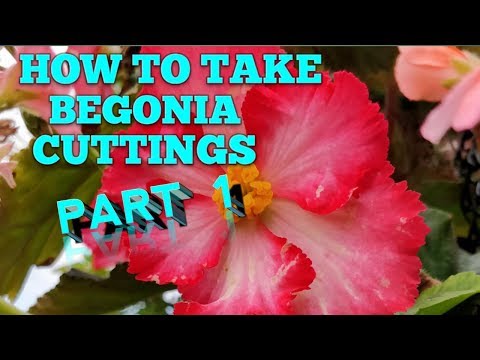 how to transplant tuberous begonias