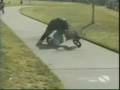 videos de Bicycle funny