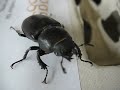 Stag Beetle