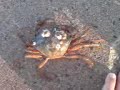 Krabbfiske 1