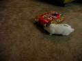 videos de Bunnies Love Fruit Loops 1