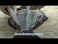 Cleaning a Flounder: How to fillet a Fluke (Summer Flounder)