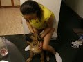 Mommy mounts remy the South African Boerboel