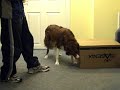 Put Paw On Box - Dog Trick Training