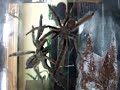P.cambridgei kopulacja (mating)