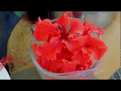 how to harvest hibiscus calyces