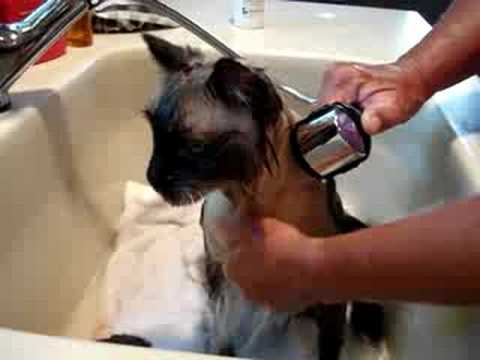 How to Bathe a Cat 0 How to Bathe a Cat
