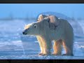 Animals in the Womb