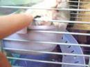 Trouble Hamster