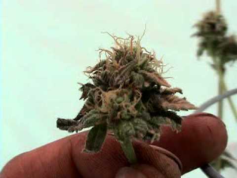 how to tell when og kush is ready to harvest