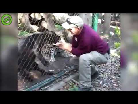 Tak się kończy drażnienie dzikich kotów w zoo…