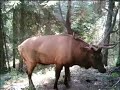 Teanaway Trail Cams \
