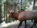 Teanaway Trail Cams '07