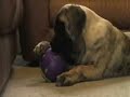 Mastiff Puppy Comedy - Holly playing with a ball