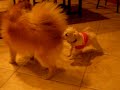 Truffle & Miko Playing Truffle & Miko Playing