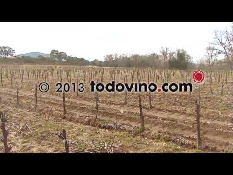 Ver video