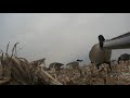 decoying lesser canadas with SWAT - watch em work!! decoying lesser canadas with SWAT - watch em work!!