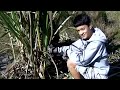 Stripping Sugar Cane-Smoaks, SC