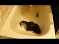 YouTubeサムネイル[J1R0vjCKywY] - 2枚目
