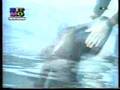 se metio con la ballena!!!