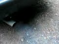murena s