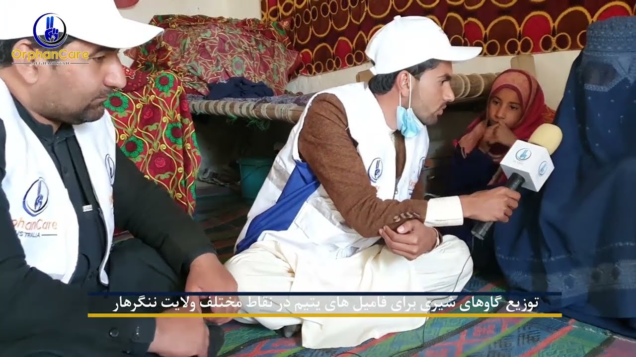 Cow Distribution Program in Nangarhar / په ننګرهار کې دیتیمانو کورنیو ته د لنګو غواګانو د توزیع پروګ