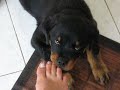 il Rottweiler Haessler gioca....