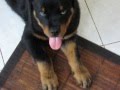 il Rottweiler Haessler gioca....