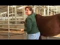 Equine Massage