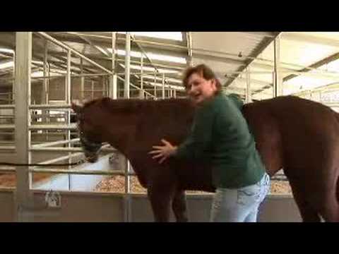 how to perform equine massage