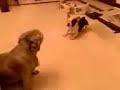 Pongo vs Dora