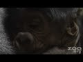 One Day Old Baby Gorilla