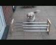Küschtie the Show Jumping Dog