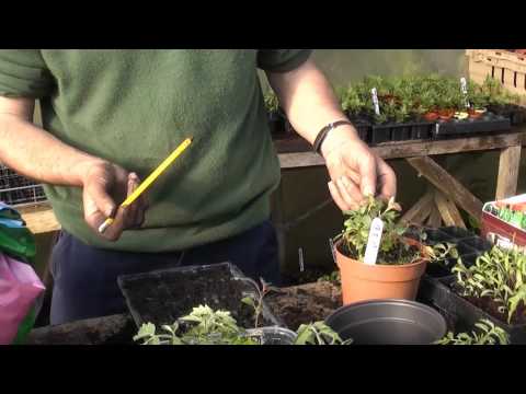 how to transplant snapdragon seedlings