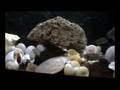 Neolamprologus and lampprologus