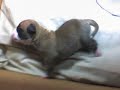 Mis perros Mis perros
