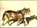 John Henry at Breeder\ John Henry at Breeder\