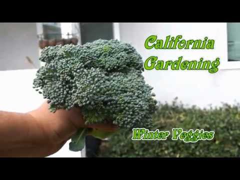 how to harvest purple kohlrabi